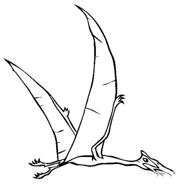 Dinosaur picture collection Aeolian pterosaur simple drawing picture