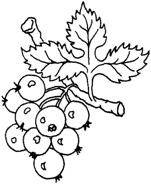 Teach you how to draw grapes