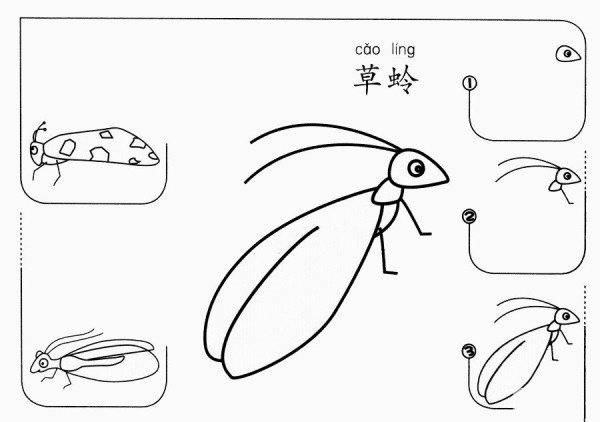 How to draw a lacewing