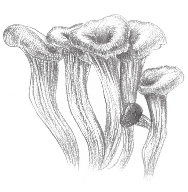 Drawing Techniques of Sketching Mushrooms