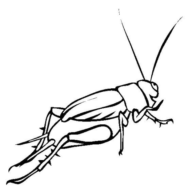 Insect pictures Cricket simple drawing pictures