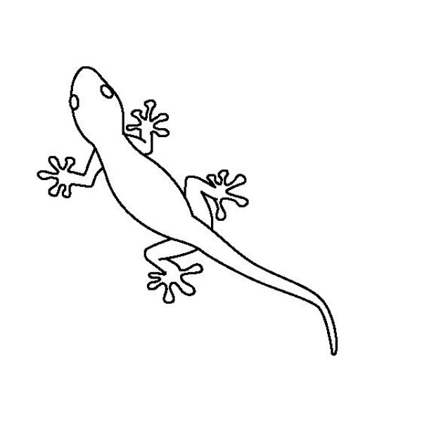 Simple drawing of insects, simple drawing of gecko