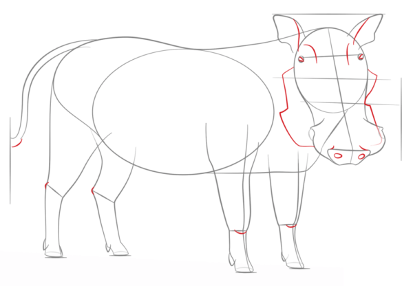 How to Draw a Warthog