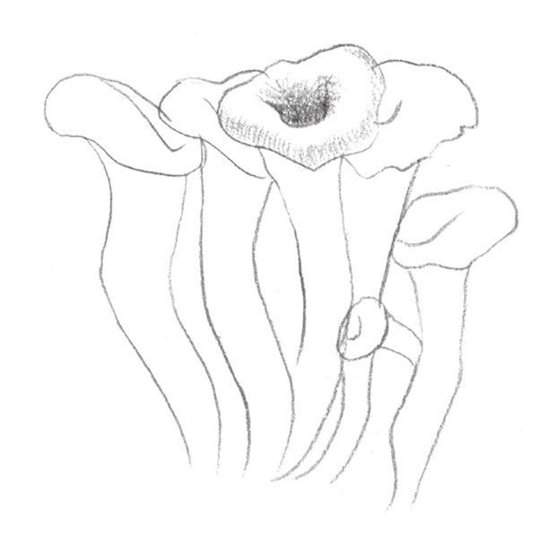 Drawing Techniques of Sketching Mushrooms