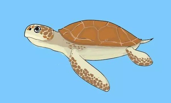 Learn to draw step by step: turtle