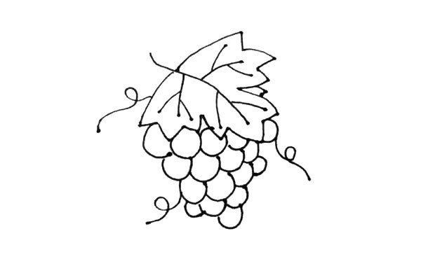 Learn to draw grapes easily