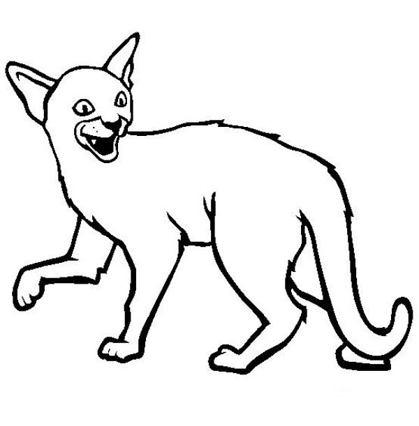 Cat Pictures Simple Drawing Abyssinian Cat