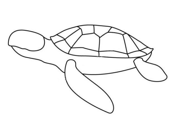 Learn to draw step by step: turtle