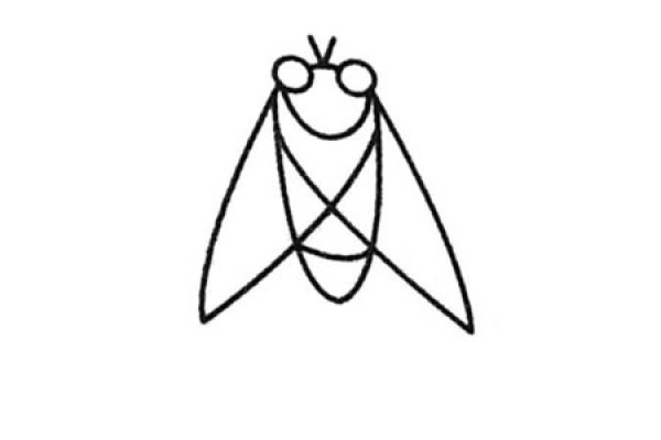 A complete collection of simple drawings of cicada and the steps to draw them