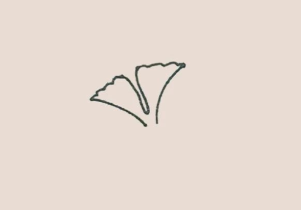 Simple drawing of ginkgo leaf