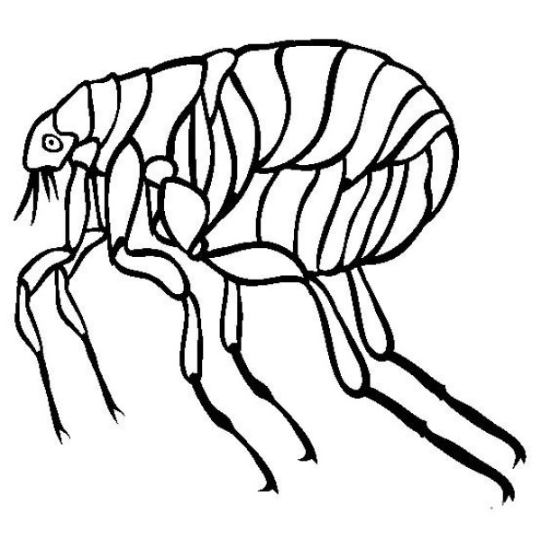 Insect pictures flea simple drawing pictures