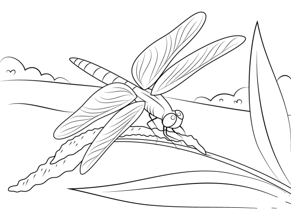 How to draw a cartoon dragonfly