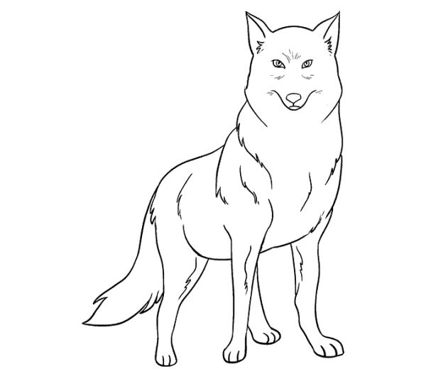 Ferocious wolf simple drawing picture