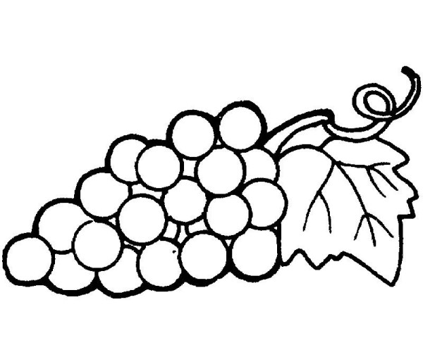 A complete collection of drawing methods for kindergarten grapes