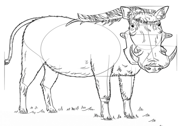 How to Draw a Warthog