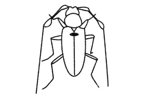 Simple strokes of beetle drawing pictures and drawing steps