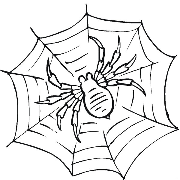 Spider web simple drawing