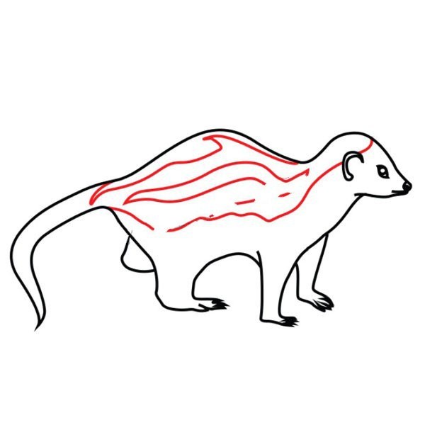 African weasel simple strokes drawing tutorial