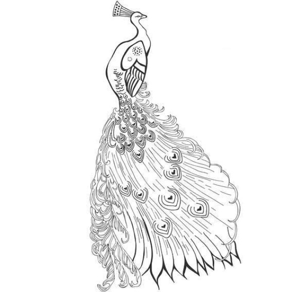 Phoenix Peacock Simple Drawing Picture