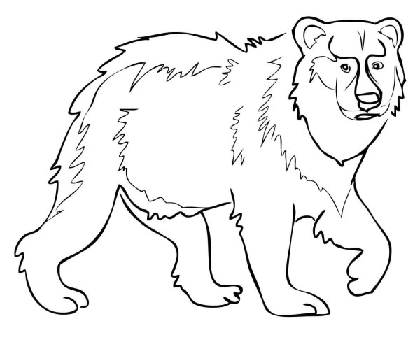 How to draw a grizzly bear