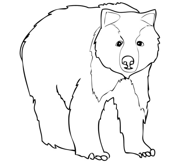 How to draw a little grizzly bear in simple strokes