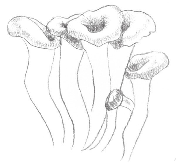 Drawing Techniques of Sketching Mushrooms