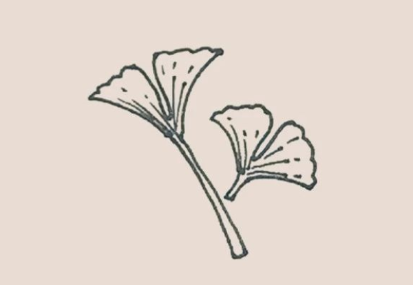 Simple drawing of ginkgo leaf