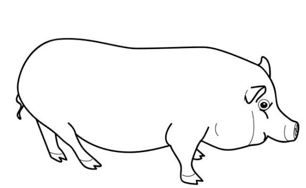 Complete collection of simple animal drawings, simple drawings of big fat pigs