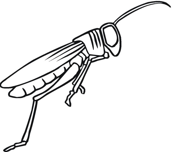 Simple drawing method of grasshopper