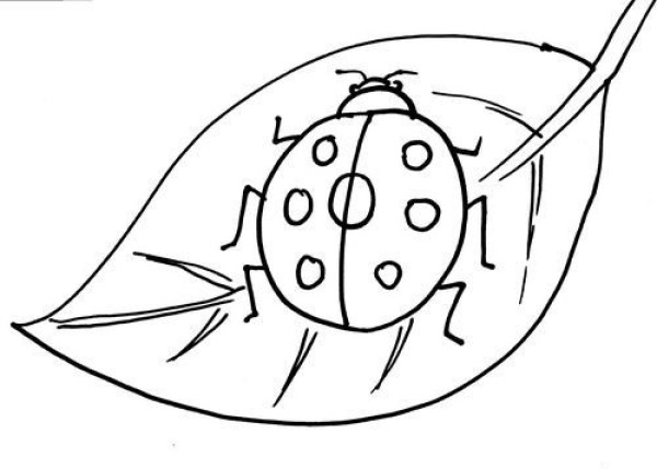 How to draw seven-star ladybug in simple strokes