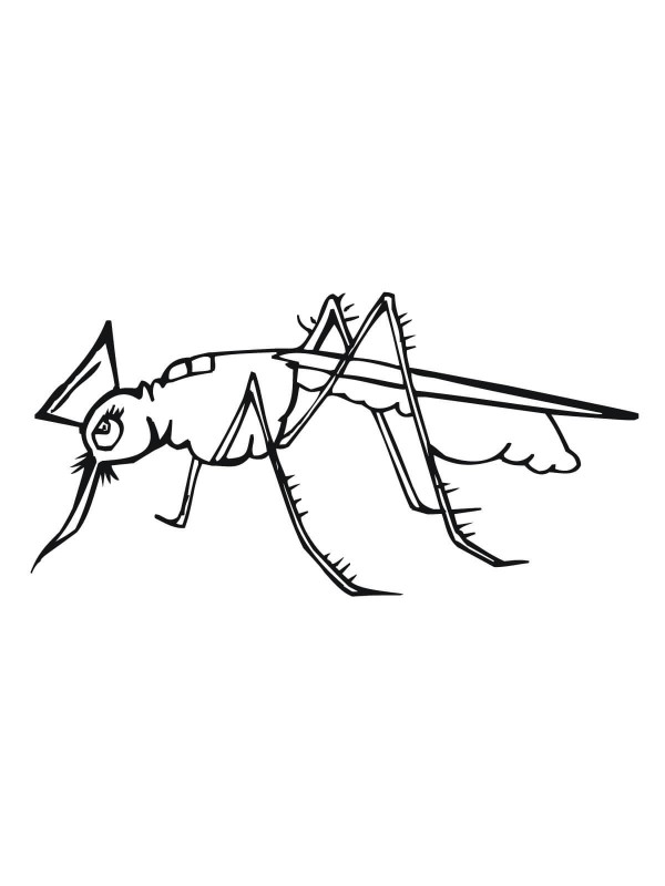 How to draw cartoon mosquito