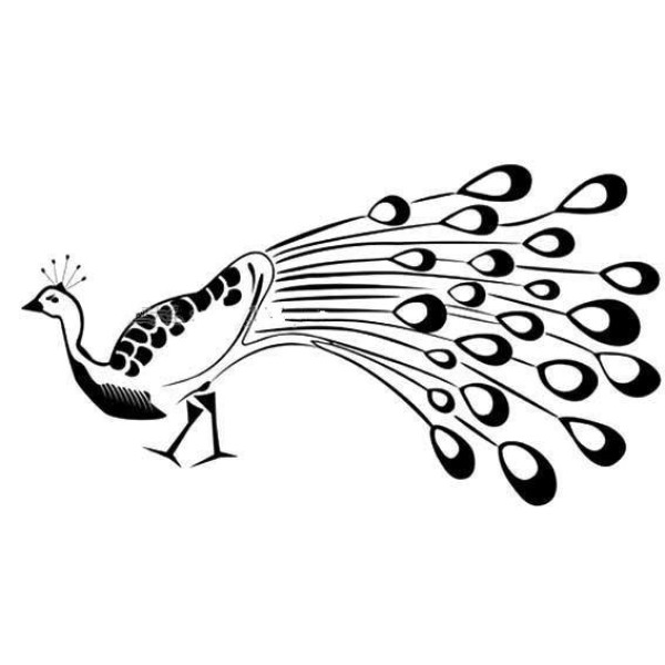 Simple peacock drawing pictures