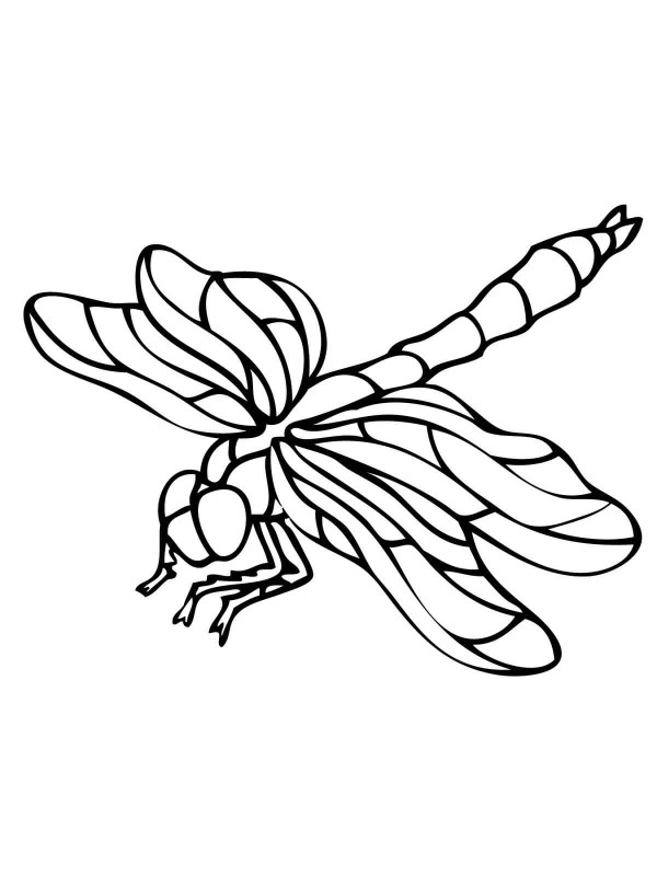 How to draw a dragonfly