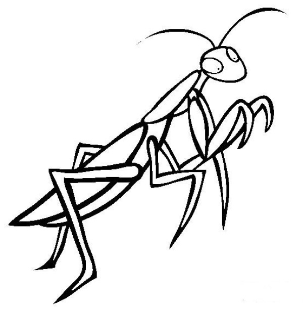 Insect Pictures Mantis Simple Drawing Picture