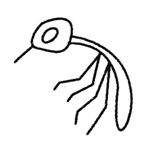 Complete collection of mosquito simple drawing pictures and drawing steps