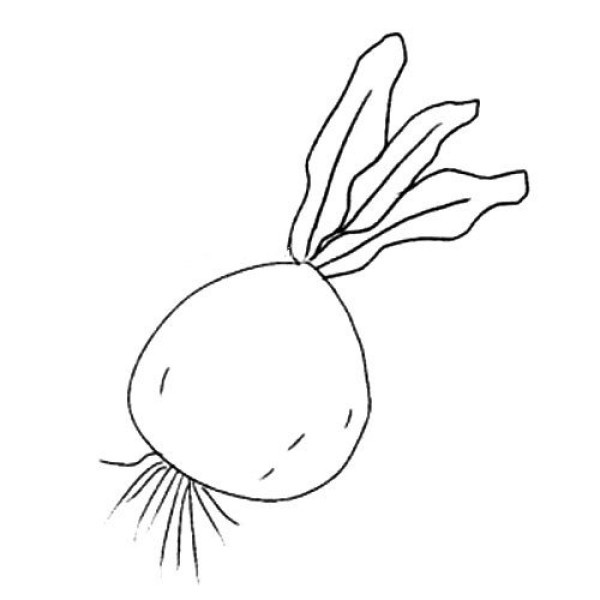 Draw a juicy radish in three easy steps