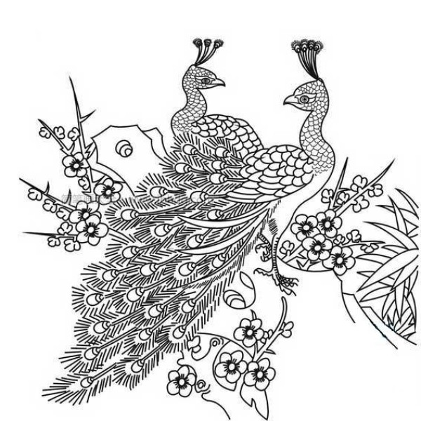 Simple drawing picture of peacock on the branch