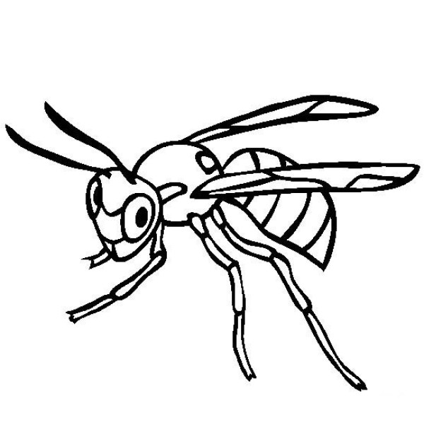 Insect pictures Wasp simple drawing pictures