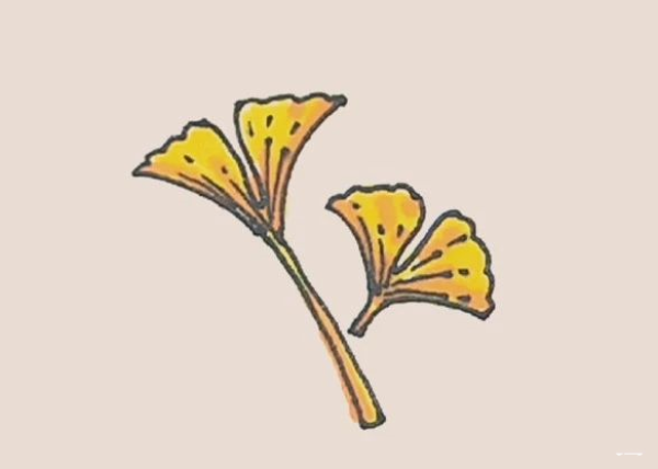 Simple drawing of ginkgo leaf