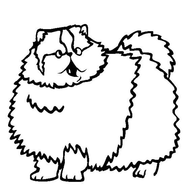 Cat pictures simple drawing Persian cat