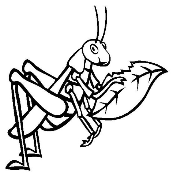 Insect pictures grasshopper simple drawing pictures