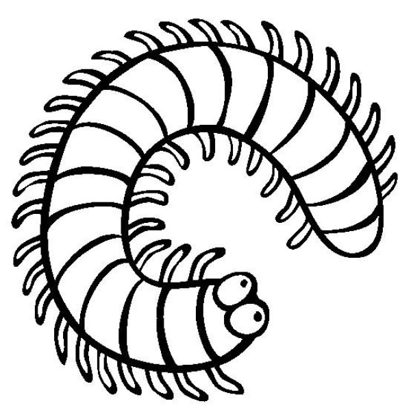 Insect pictures Millipede simple drawing pictures