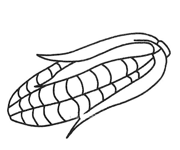 Simple corn drawing pictures