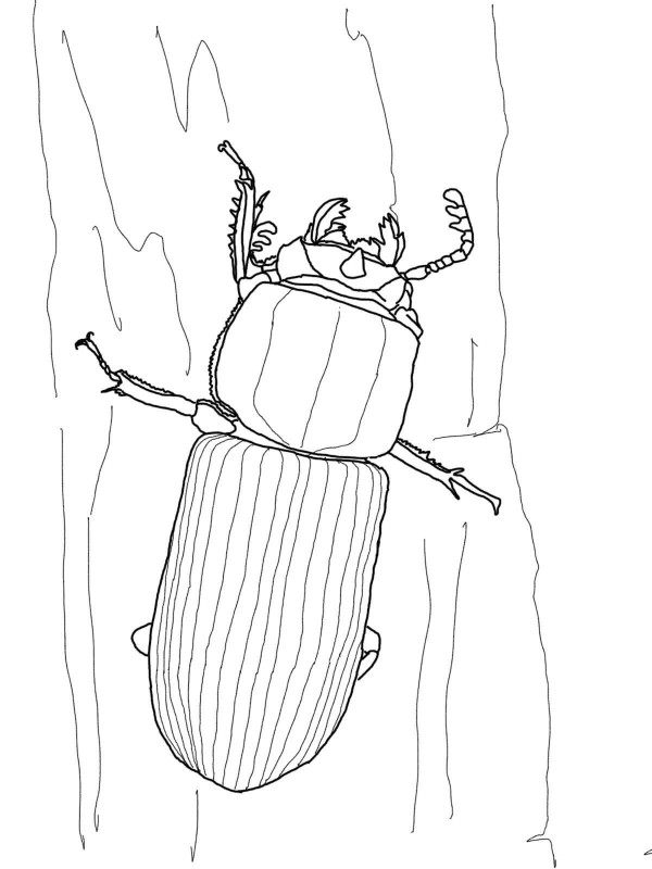 beetle on tree trunk