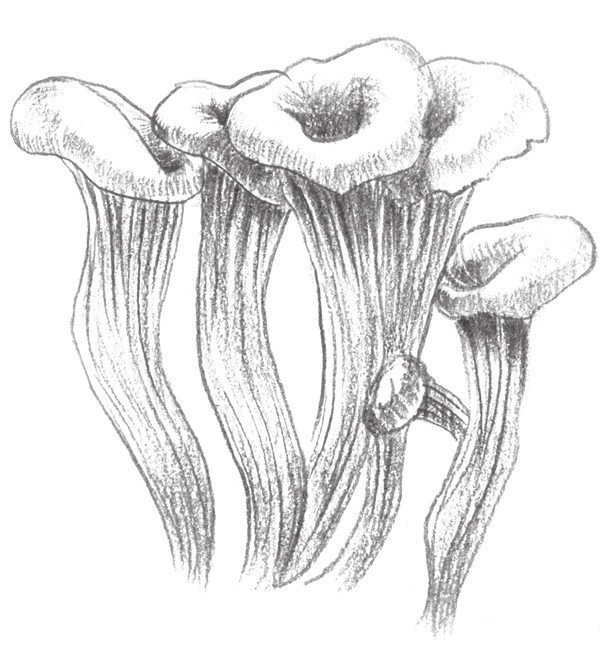 Drawing Techniques of Sketching Mushrooms