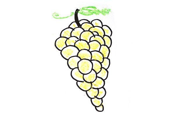 Draw a bunch of grapes in five easy steps