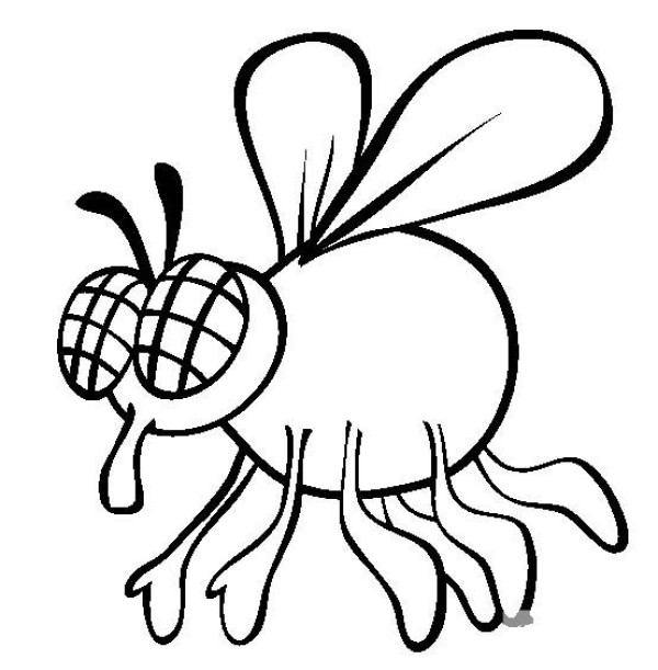 Insect Pictures Cartoon Fly Simple Drawing Pictures