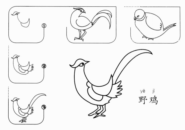 How to draw a pheasant