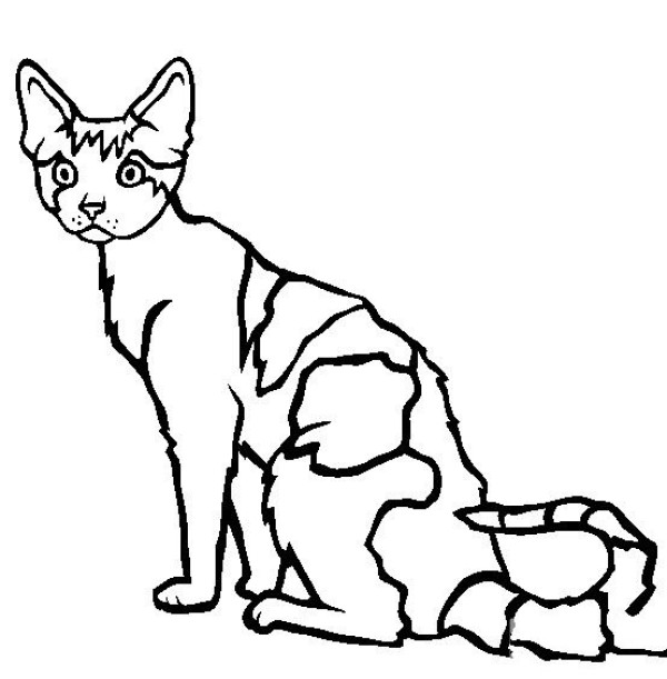 Cat Pictures Devon Rex Cat Simple Drawing