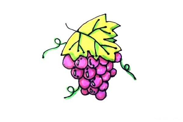 Learn to draw grapes easily